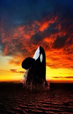 Верный друг закат...