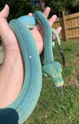 Зелёная змейка 