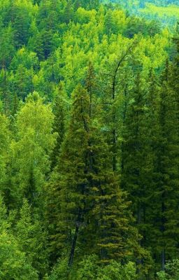 необычный детектив