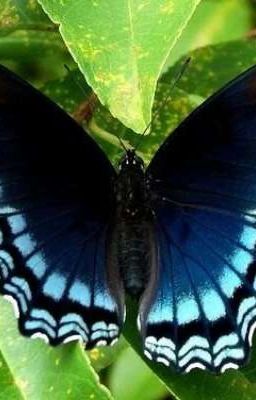 Сколько сюрпризов таится в этой Бабочке