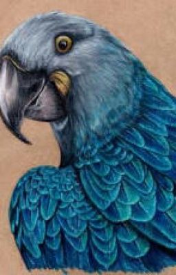 Жизнь Синей Ары.