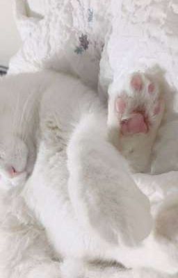 Гейский Роман