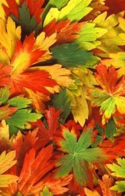 Сборник детских песен