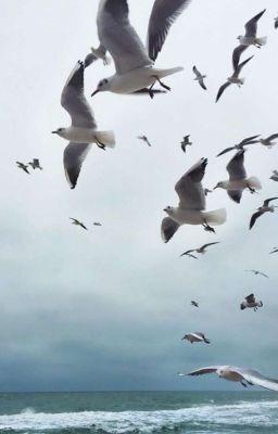 Вслед за чайками