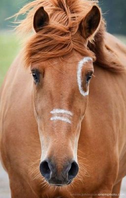 Рыжий который умел летать...