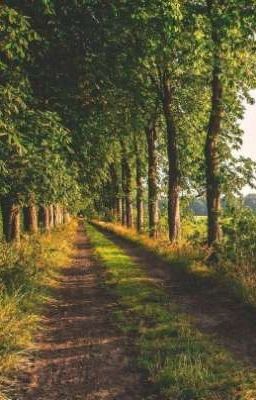 Сосны и ягоды.