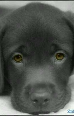 Породы и описания собак.