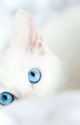 Платиновый котёнок