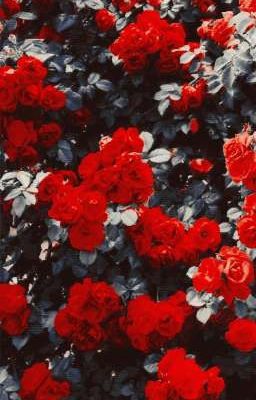 О чем поют розы?