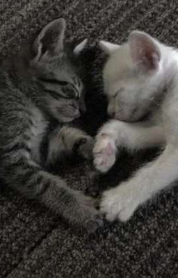 Яндере лишь для тебя<3 