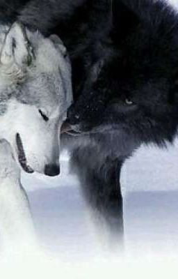 Апчхи! А где волчье будь здоров? 