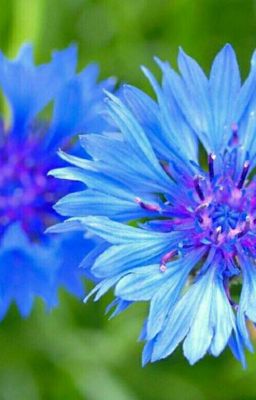 Василёк, Василёк