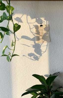 Роза жизни🥀 Книга 2