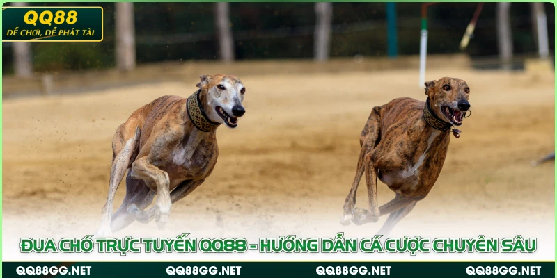 Đua Chó Trực Tuyến QQ88 - Hướng Dẫn Cá Cược Chuyên Sâu